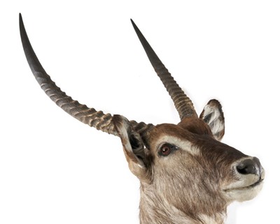 Lot 1196 - Waterbuck head and shoulders mount, for wall hanging display