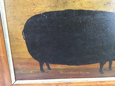 Lot 36 - English School oil on canvas - a prize sow named 'Dunstfield Magna, the property of B. Turnbull' in maple frame