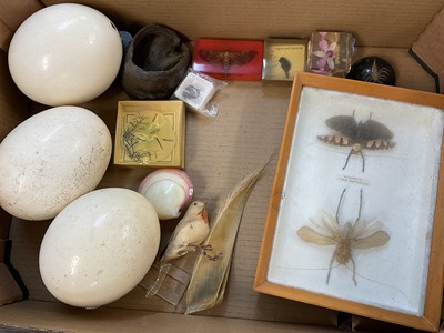 Lot 2684 - Natural History specimens