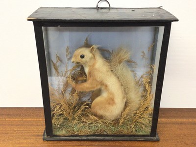 Lot 912 - Victorian Red Squirrel holding a nut within naturalistic setting in glazed case, bearing label verso dated Nov. 1881