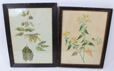 Lot 791 - Two late 18th / early 19th century botanical watercolours