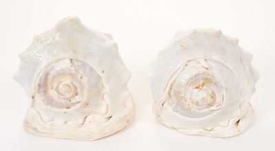 Lot 70 - Pair 19th century cameo carved conch shells decorated with profile busts of H.M. Queen Victoria and H.R.H. Prince Albert 19 cm long