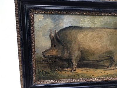 Lot 156 - English School, oil on panel - A Prize Pig, 17cm x 28.5cm, in Hogarth frame