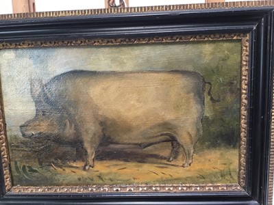 Lot 156 - English School, oil on panel - A Prize Pig, 17cm x 28.5cm, in Hogarth frame