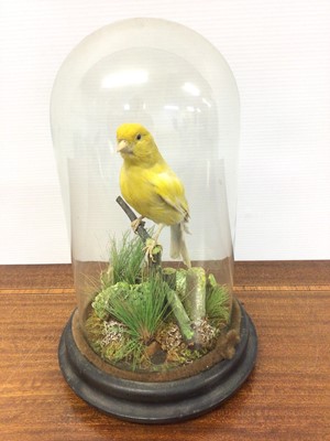 Lot 924 - Edwardian Yellow Canary on perch within naturalistic setting under glass dome, 26cm high