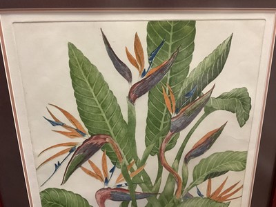 Lot 157 - Marigold Macgregor (contemporary) colour etching, botanical study, signed and inscribed, glazed frame