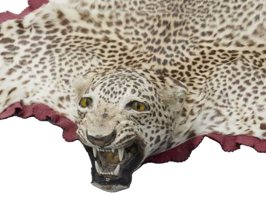 Lot 908 - Early 20th century leopard skin rug with