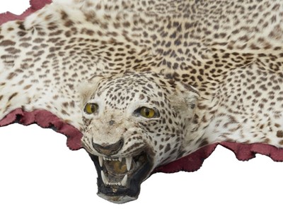 Lot 908 - Early 20th century leopard skin rug with full head mount on red felt backing, 171cm nose to tail x 106cm paw to paw