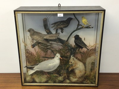 Lot 911 - Victorian display of birds to include a cuckoo, two starlings, a seagull, a yellow canary and red squirrel, in glazed ebonized case