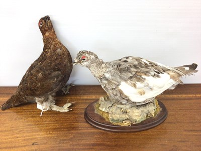 Lot 932 - Ptarmigan on naturalistic base, 23cm high, together with a Red Grouse (2)