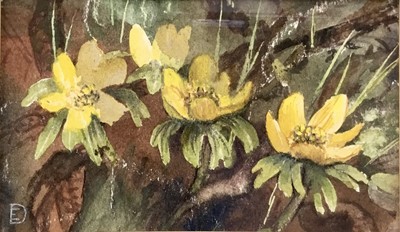 Lot 53 - Evangeline Dickson (1922-1992) watercolour - 'Messengers of Spring', signed with monogram