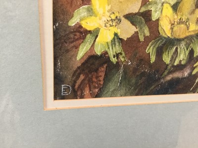 Lot 53 - Evangeline Dickson (1922-1992) watercolour - 'Messengers of Spring', signed with monogram