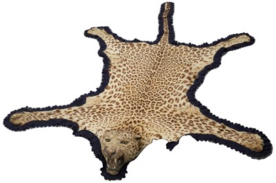 Lot 905 - Early 20th century Rowland Ward leopard skin rug with full head mount, label to underside