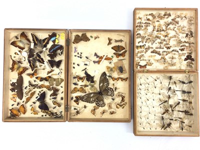 Lot 918 - Two wooden cases containing butterflies, moths, dragonflies and other insects