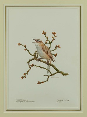 Lot 1114 - Benjamin Perkins (b.1932) watercolour - Sedge Warbler, Chadacre Estate, Suffolk, signed and inscribed, 39cm x 28cm, in glazed gilt frame