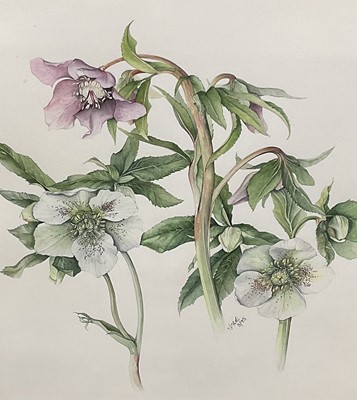 Lot 291 - Three botanical watercolours, in glazed frames