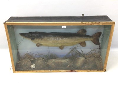 Lot 913 - Early 20th century preserved Pike within naturalistic setting in glazed case