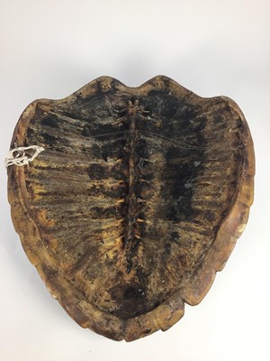 Lot 947 - Green Turtle shell (Chelonia mydas), circa 1940s. 70cm long x 58cm wide