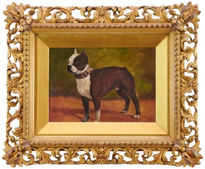 Lot 1143 - English School 19th Century, oil on board - A French bulldog, 18cm x 25cm in gilt Florentine frame