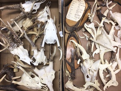 Lot 937 - Collection of deer skulls, antlers, teeth and mounts