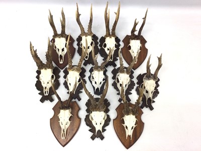 Lot 936 - Collection of twelve deer skulls and antlers, some on carved Black Forest style mounts