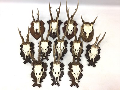 Lot 935 - Collection of twelve deer skulls and antlers, some on carved Black Forest style mounts