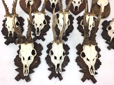 Lot 935 - Collection of twelve deer skulls and antlers, some on carved Black Forest style mounts