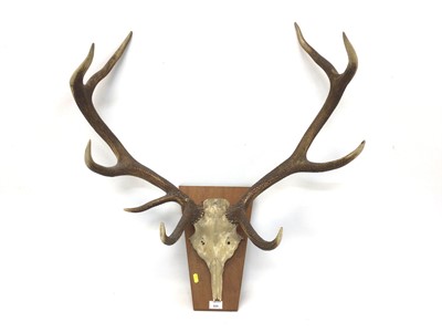 Lot 934 - Red deer skulls and antlers on wooden wall mount, 90cm high x 80cm wide