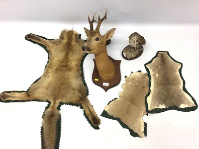 Lot 933 - Roe deer on shield shaped mount, woodcock on naturalistic base and three pelts