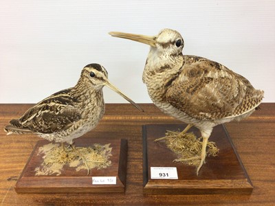 Lot 931 - Woodcock on square wooden base, 21cm high, together with a Snipe on rectangular wooden base, 18cm high (2)