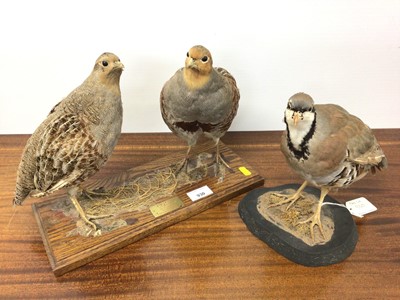 Lot 930 - Pair of English Partidges mounted on wooden base with plaque dated 1981, 24cm high, together with a French Partidge on base, 22cm high