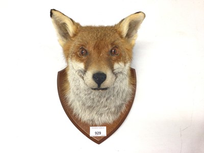 Lot 929 - Fox mask mounted on wooden shield plaque, 27cm x 21cm