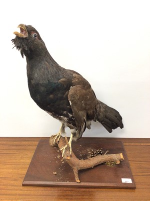 Lot 927 - Capercaillie perched on a branch on wooden base, bearing stamp on underside for "Animalia" taxidermist & dealers, Maldon, Essex, 61cm high