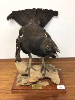 Lot 926 - Male Black Grouse perched on a branch on wooden base, bearing plaque dated 1980, 36cm high