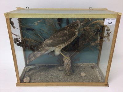 Lot 922 - Late 19th/ early 20th century Juvenile Sparrowhawk on a perch within naturalistic setting in glazed case, 31cm x 39cm