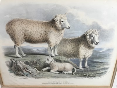 Lot 186 - 19th century coloured lithograph - The Ryeland Breed, 28cm x 36cm, in decorative mount and frame