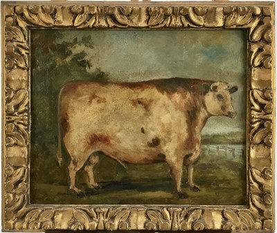 Lot 192 - English School, oil on panel - A prize bull, 24cm x 30cm, in gilt frame