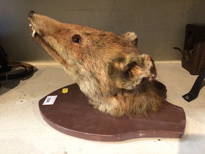 Lot 39 - Taxidermy fox head mounted on a shield, together with an old pair of leather clogs