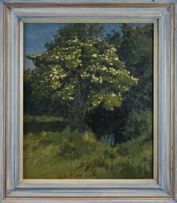 Lot 909 - Laurence Self (b. 1924) oil on canvas, Elder Tree, signed, 61 x 51cm, framed