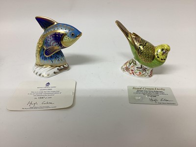 Lot 1318 - Two Royal Crown Derby limited edition paperweights - Guppy Fish, no 1247 of 2500 and Spangle Grey Green Budgerigar, no 457 of 1000, both with certificates