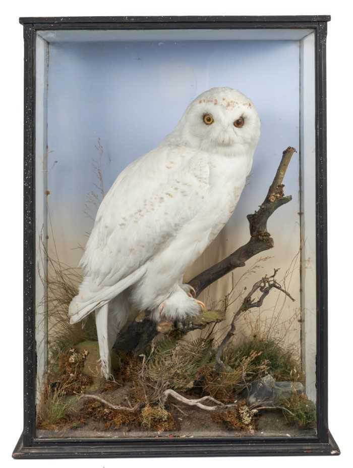 Lot 1195 - Good late 19th/early 20th century taxidermy snowy owl