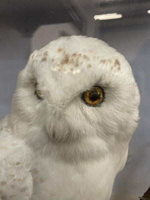 Lot 1195 - Good late 19th/early 20th century taxidermy snowy owl