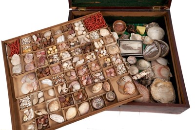 Lot 802 - Victorian collection of sea shells