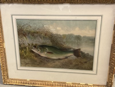 Lot 264 - After S A Kilbourne, chromolithograph, fish, together with further prints