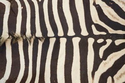 Lot 1111 - Zebra skin rug.