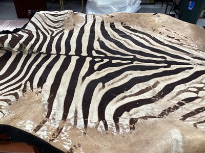 Lot 1111 - Zebra skin rug.