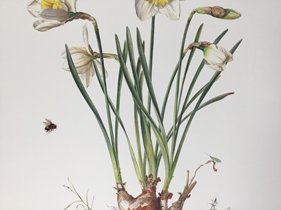 Lot 122 - Graham Rust (b.1942) signed limited edition lithograph - Narcissi, 315/350, unframed