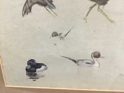 Lot 124 - Patrick Edward Phillips (1907-1976) pencil and watercolour sketches of wildfowl, signed and inscribed, in glazed gilt frame