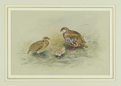 Lot 1144 - *George Edward Lodge (1860-1954) watercolour - Partridges, 
signed, in glazed gilt frame