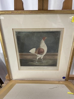 Lot 1146 - After James Pollard, pair of 19th century hand engravings of Fighting Cocks, 'The Cheshire Pile' and 'Phenomenon', 26cm x 25cm, in glazed gilt frames